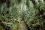 Thumbnail for the post titled: Plant collections: how expeditions changed the face of botanical gardens