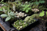 Thumbnail for the post titled: From collections to biodiversity: how plant exchange supports ecosystems